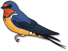 bird
