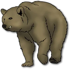 brown bear