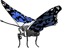 butterfly