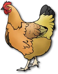 chicken