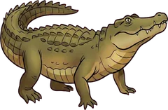 crocodile