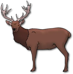 deer