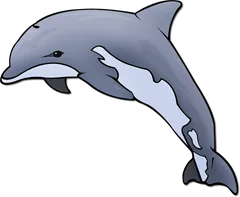 dolphin