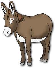 donkey