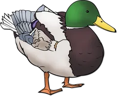 duck