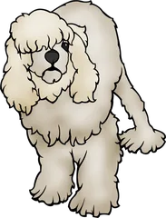 fluffy dog