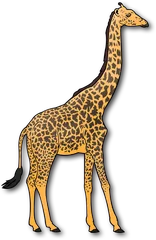 giraffe