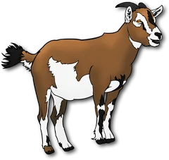 goat