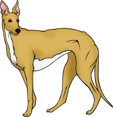hound