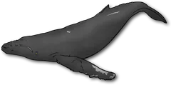 humpback whale