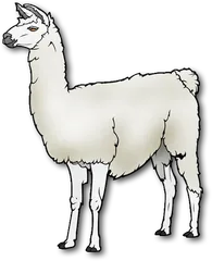 llama
