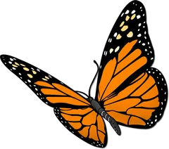 monarch butterfly