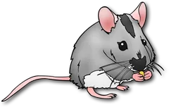 mouse