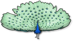 peacock