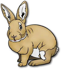 rabbit