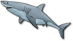 shark