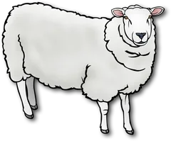 sheep