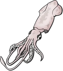 squid