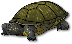 turtle