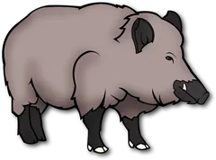 wild boar