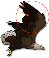 wing