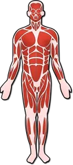 body
