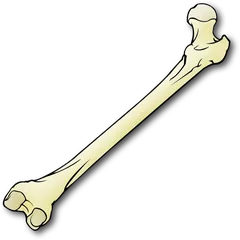 bone