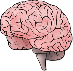 brain