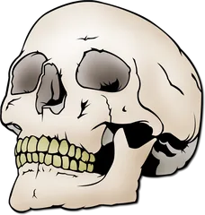skull