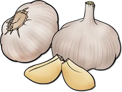 garlic