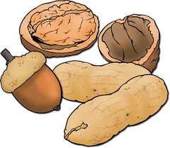 nuts