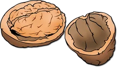 walnut