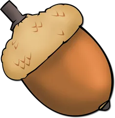 acorn