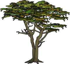 cypress tree