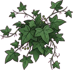 ivy