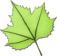 leaf