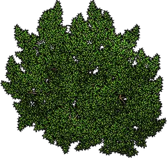 myrtle bush