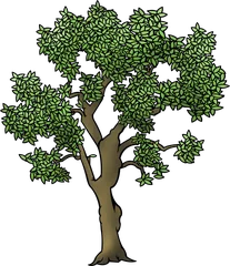 olive tree